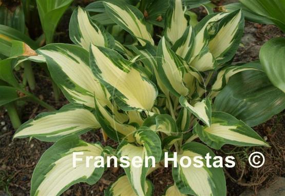 Hosta Christmas Cookies